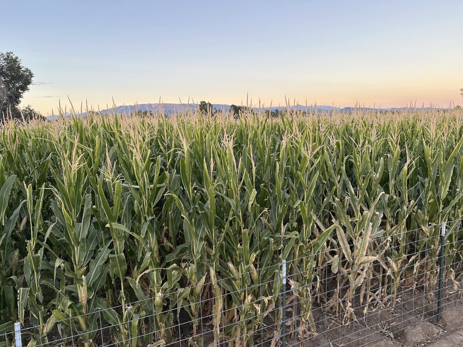 view of a corn field at Diana's Pumpkin Patch and Corn Maze