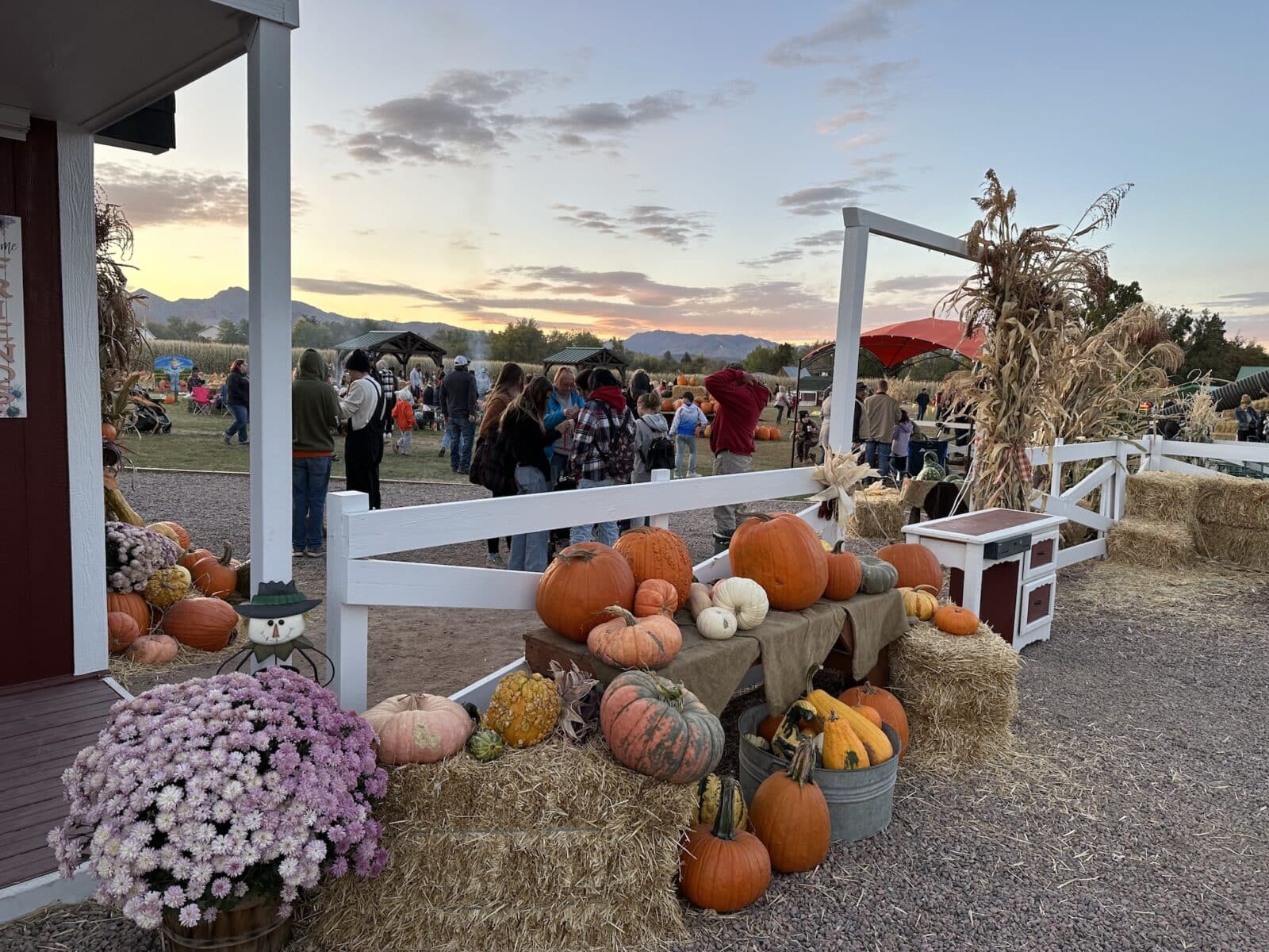 pumpkins and flowers on display at Diana's Pumpkin Patch and Corn Maze