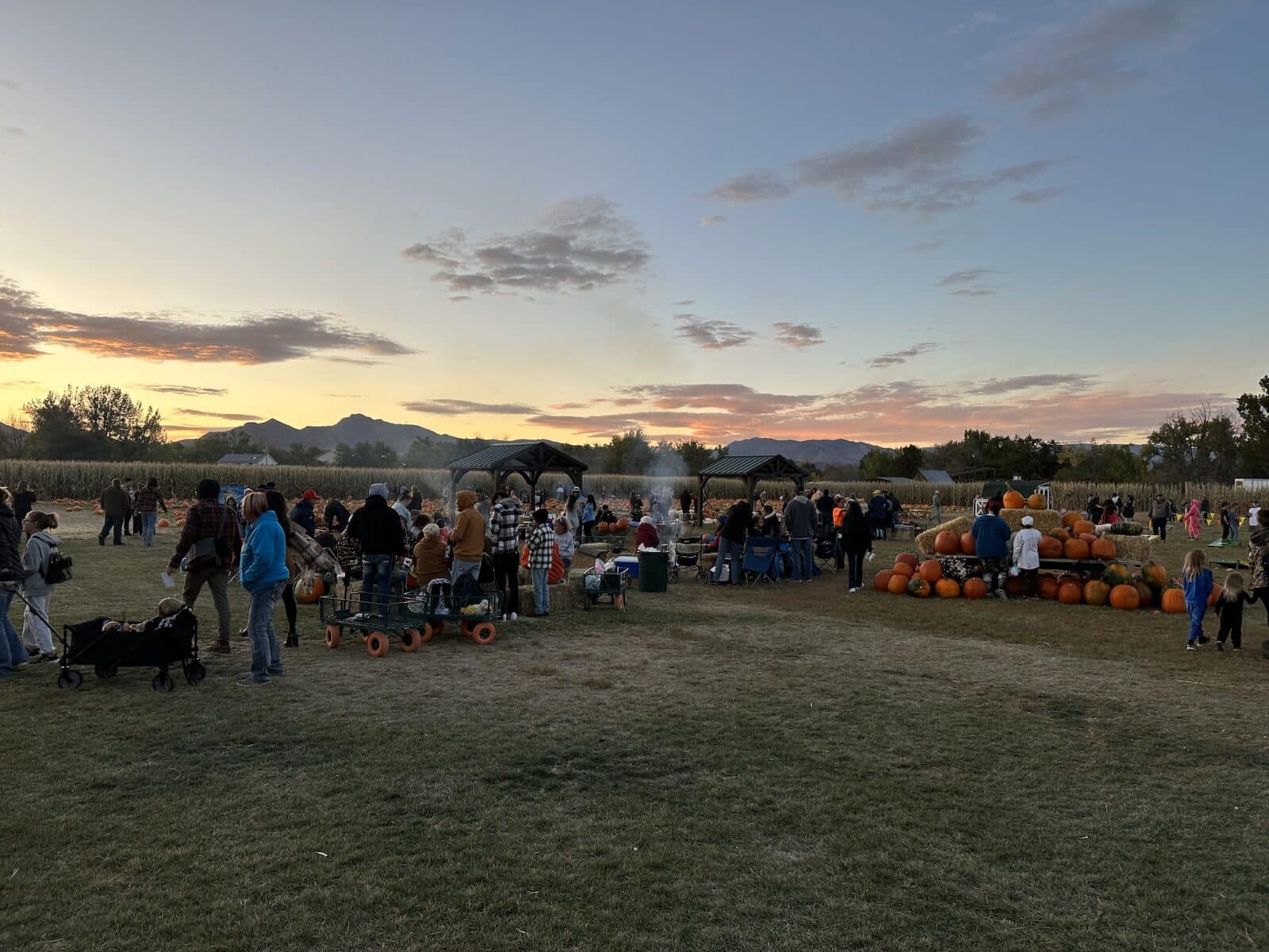 Diana's Pumpkin Patch and Corn Maze