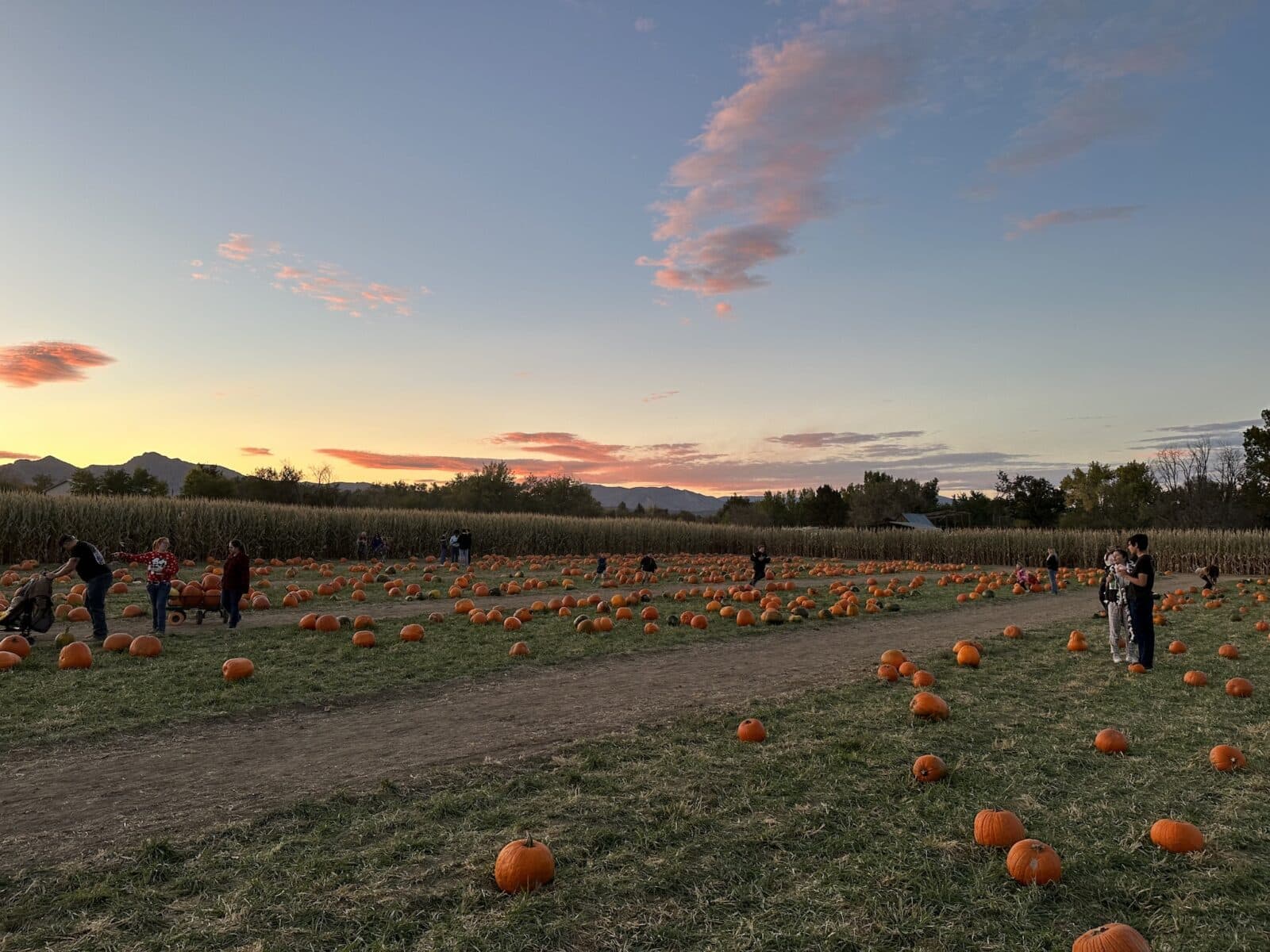 view of pumpkin patch at Diana's Pumpkin Patch and Corn Maze