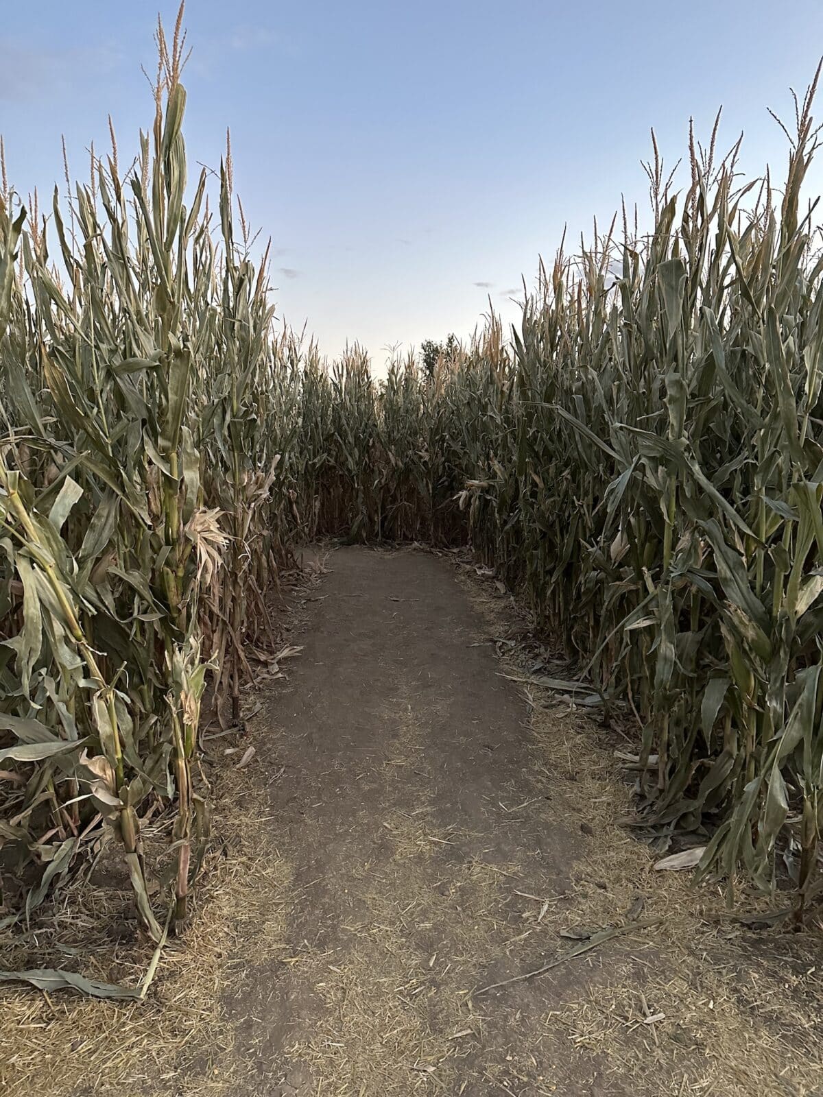 in the corn maze at Diana's Pumpkin Patch and Corn Maze