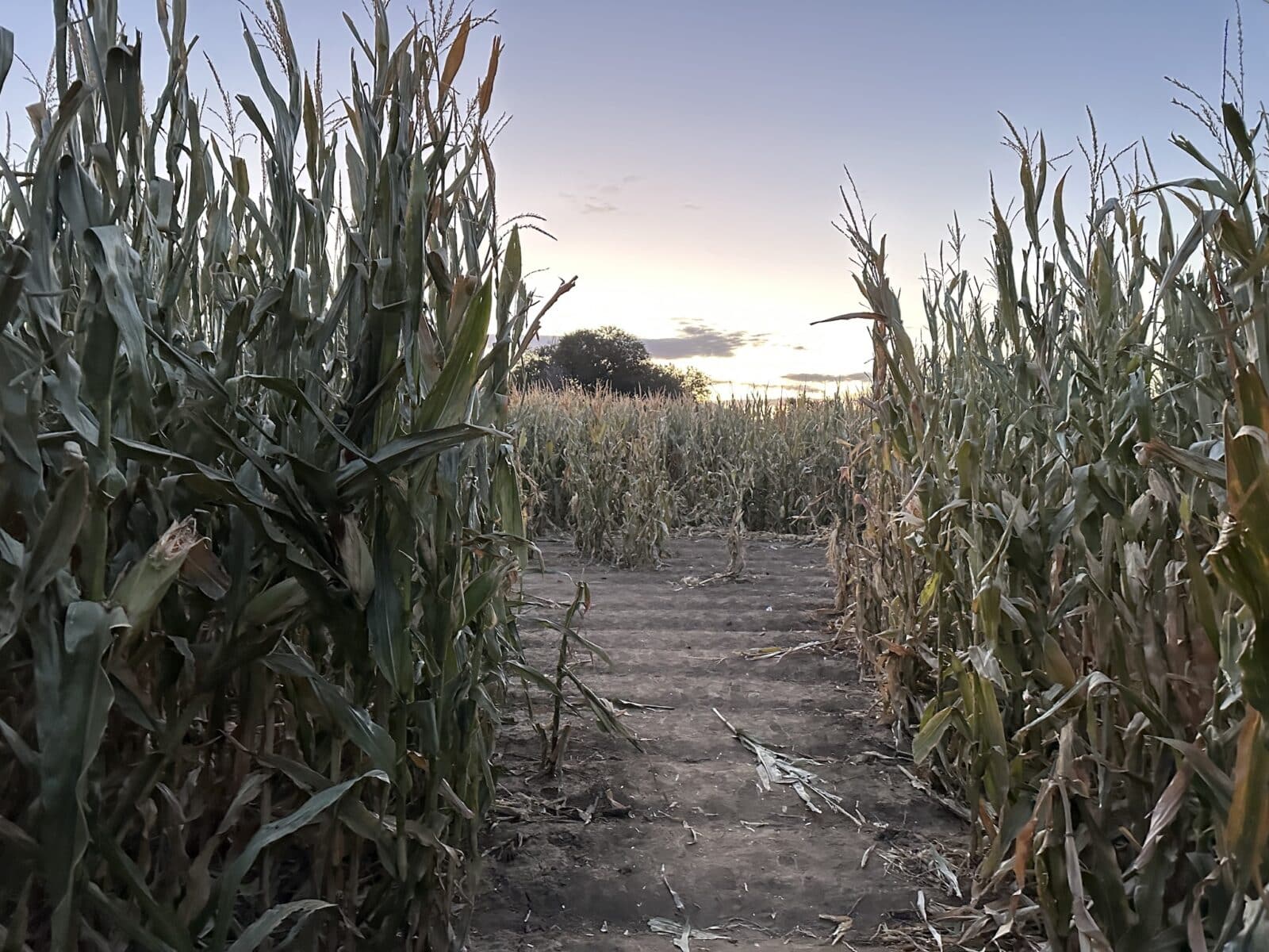 in the corn maze at Diana's Pumpkin Patch and Corn Maze