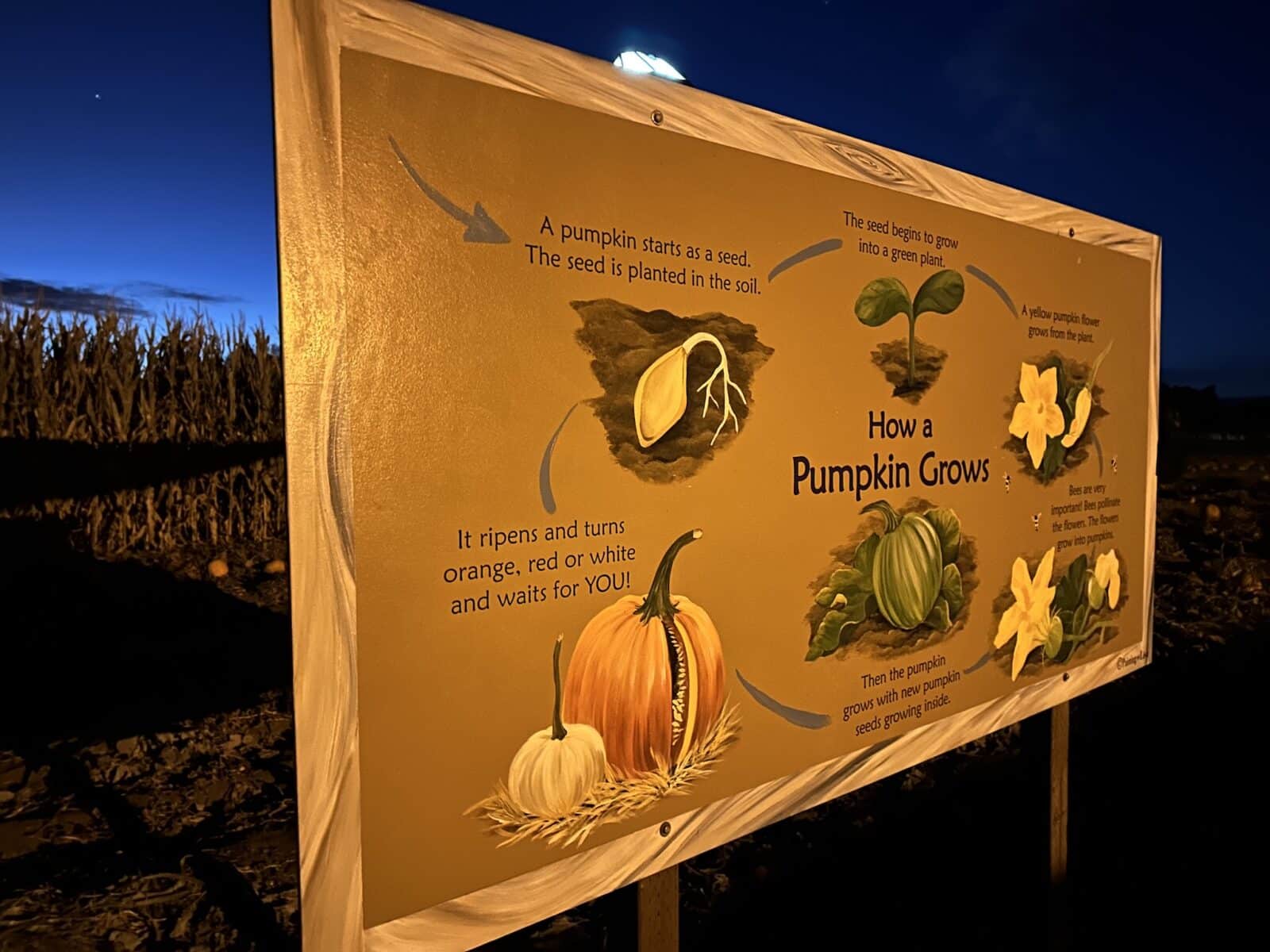 sign about how a pumpkin grows at Diana's Pumpkin Patch and Corn Maze