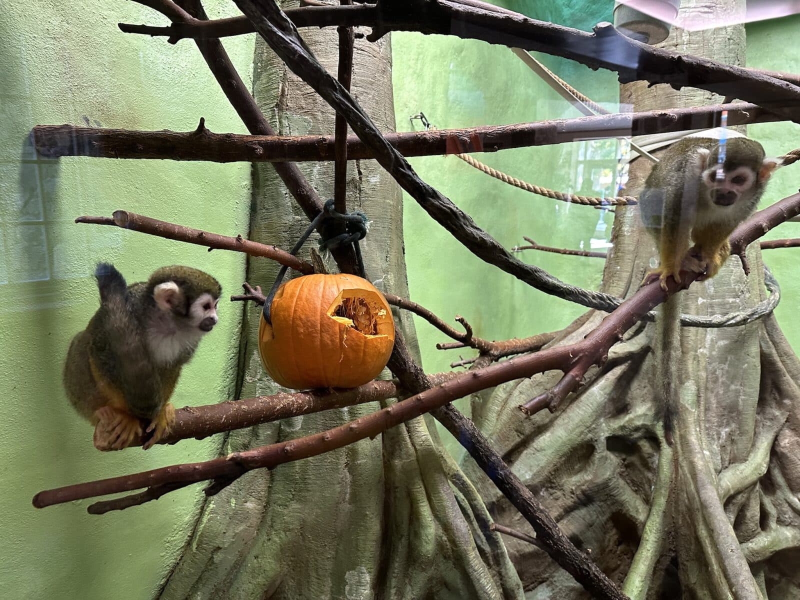 pumpkin in a monkey exhibit at Pueblo Zoo