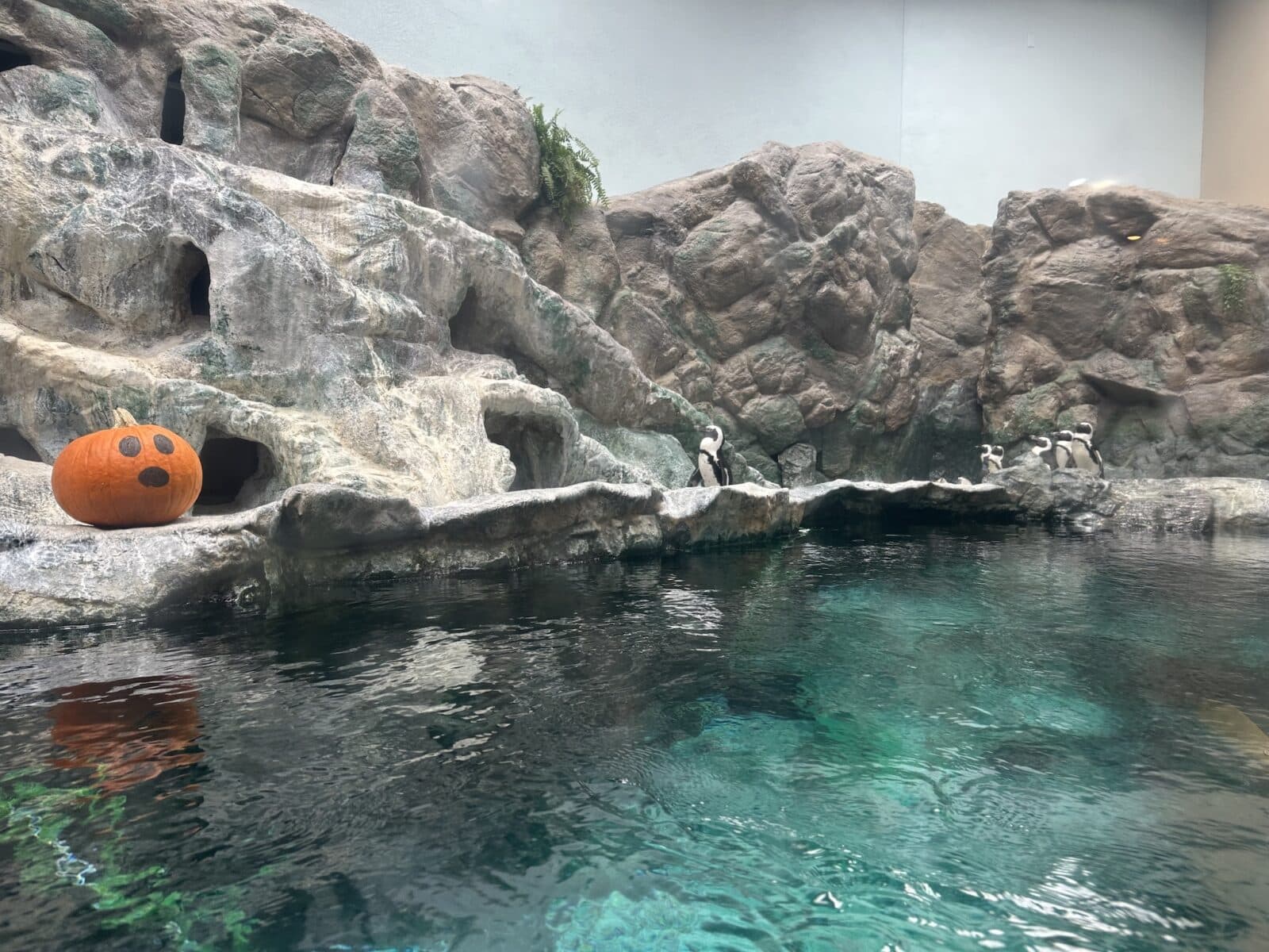 pumpkins next to the penguins at the Pueblo Zoo Boo