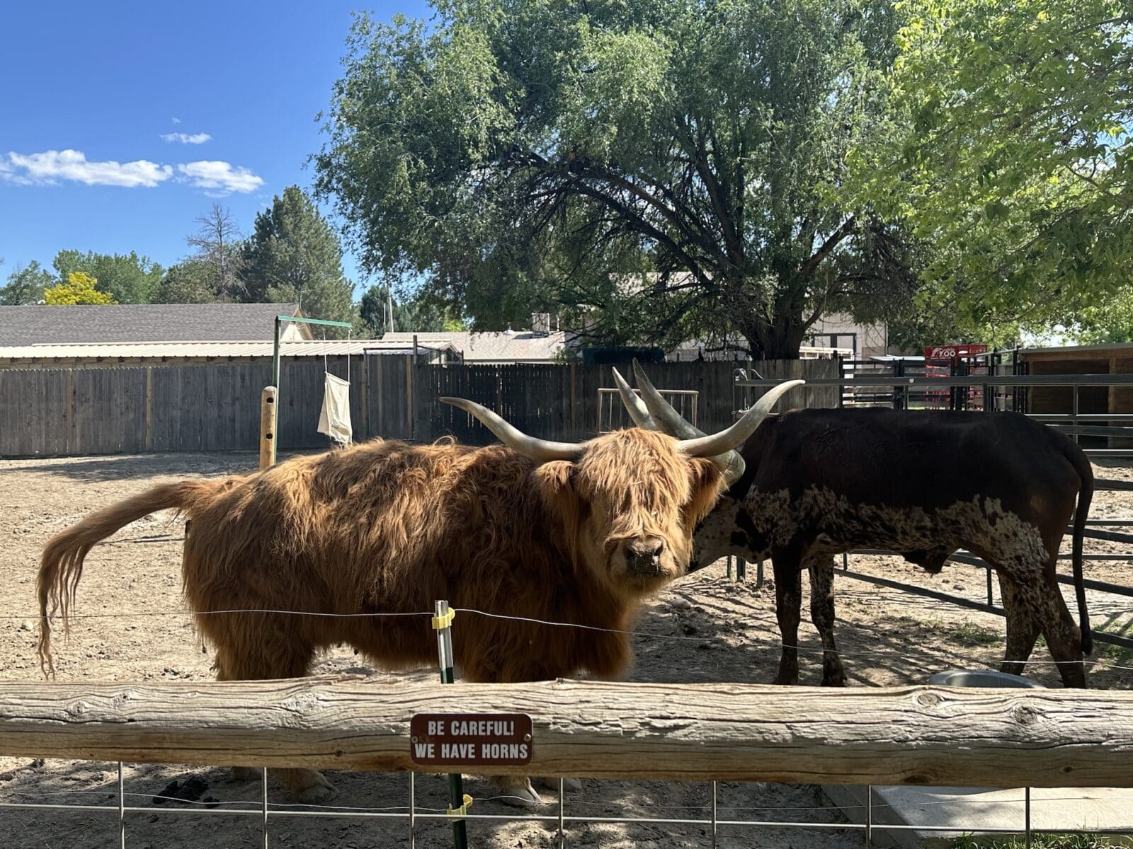 longhorn cows pose for picture at the Pueblo Zoo