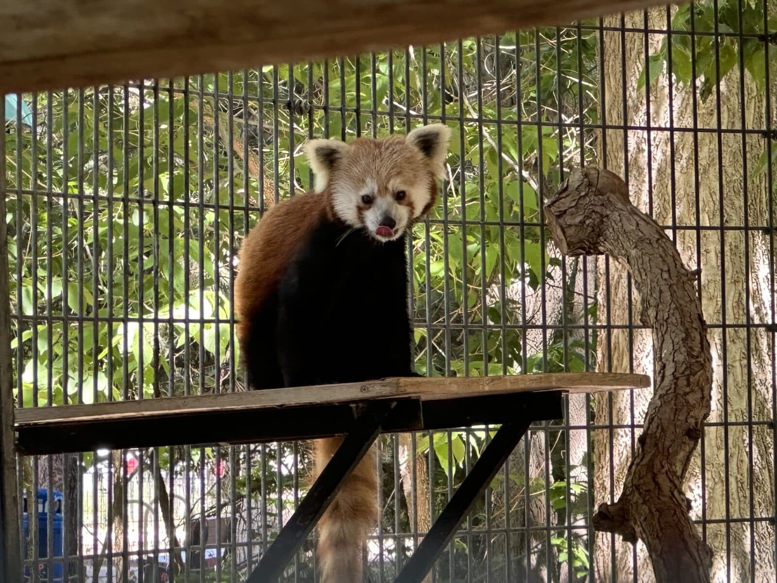 a red panda that resembles a fox poses for picture at the Pueblo Zoo