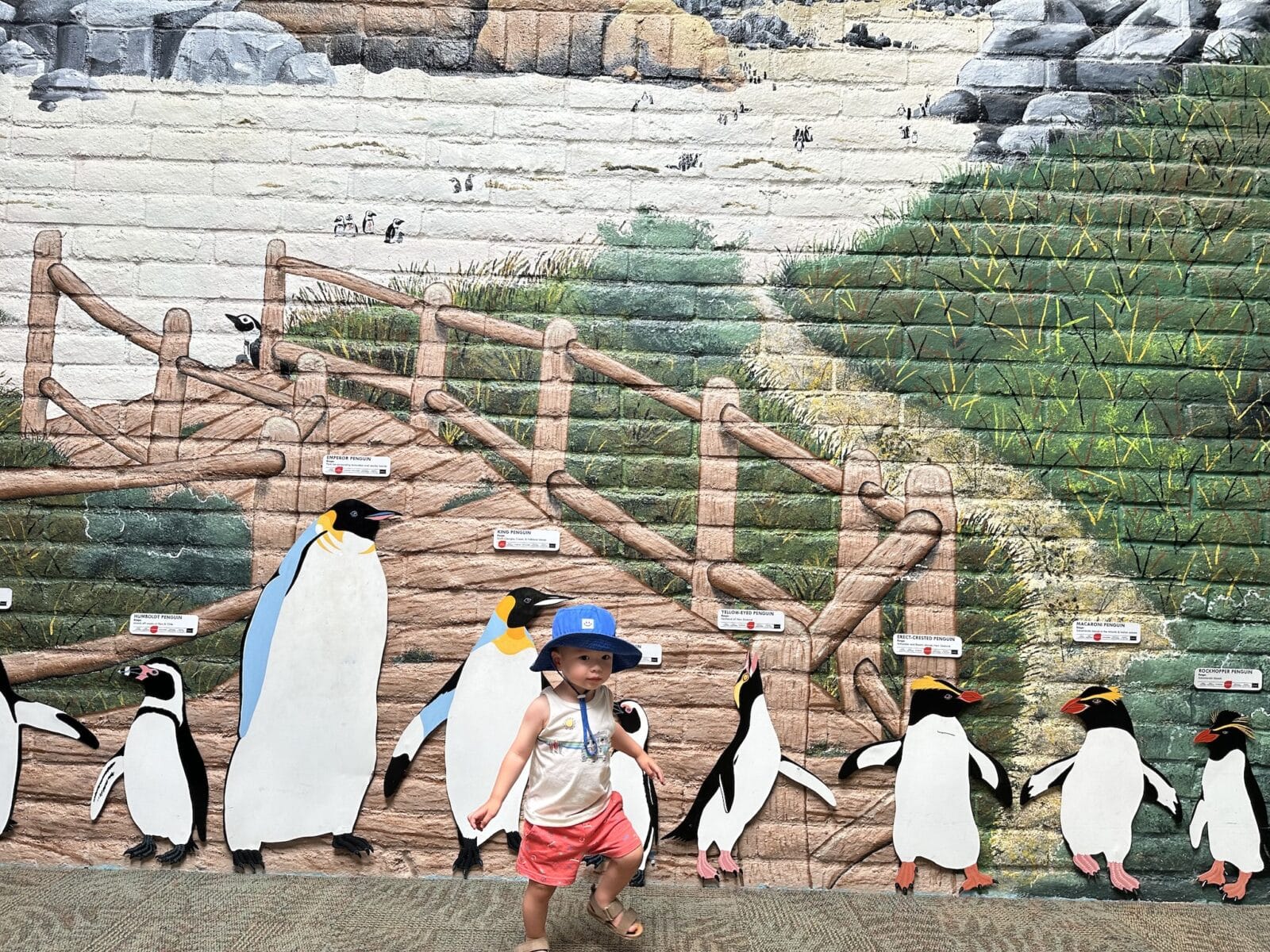 boy stands in front of a mural in the Pueblo Zoo showing the actual sizes of different types of penguins