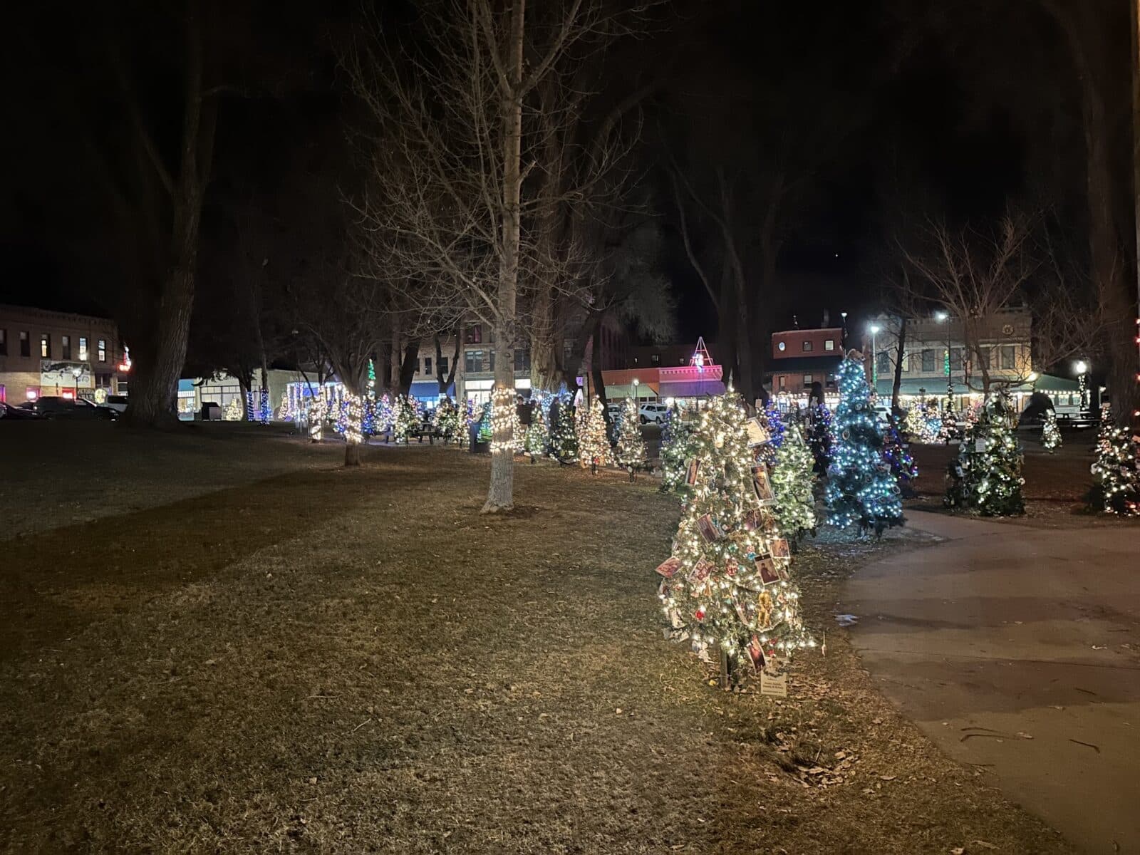 conifer spruce tree decorated in park and lit-up for Christmas in Salida