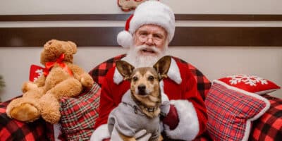 Santa Clause sits on a chair with a Chihuahua dog on his lap at Orchard Town Center