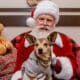 Santa Clause sits on a chair with a Chihuahua dog on his lap at Orchard Town Center