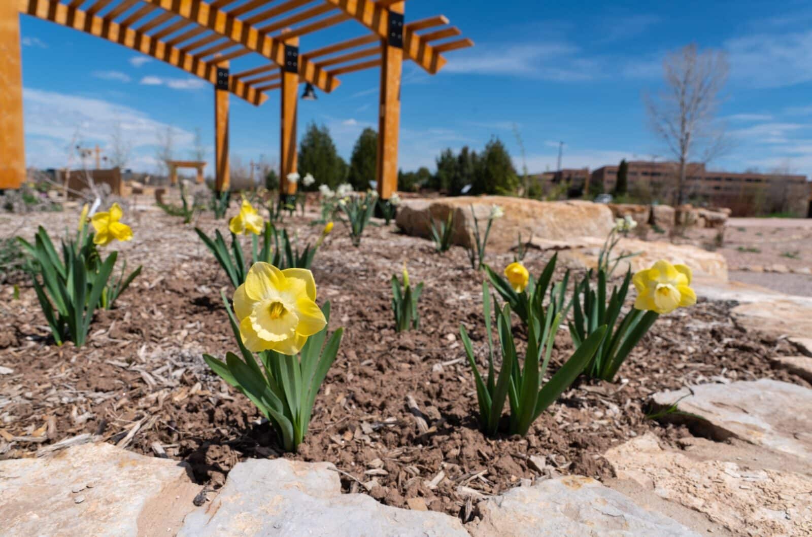 close-up of yellow flowers at the Gardens on Spring Creek