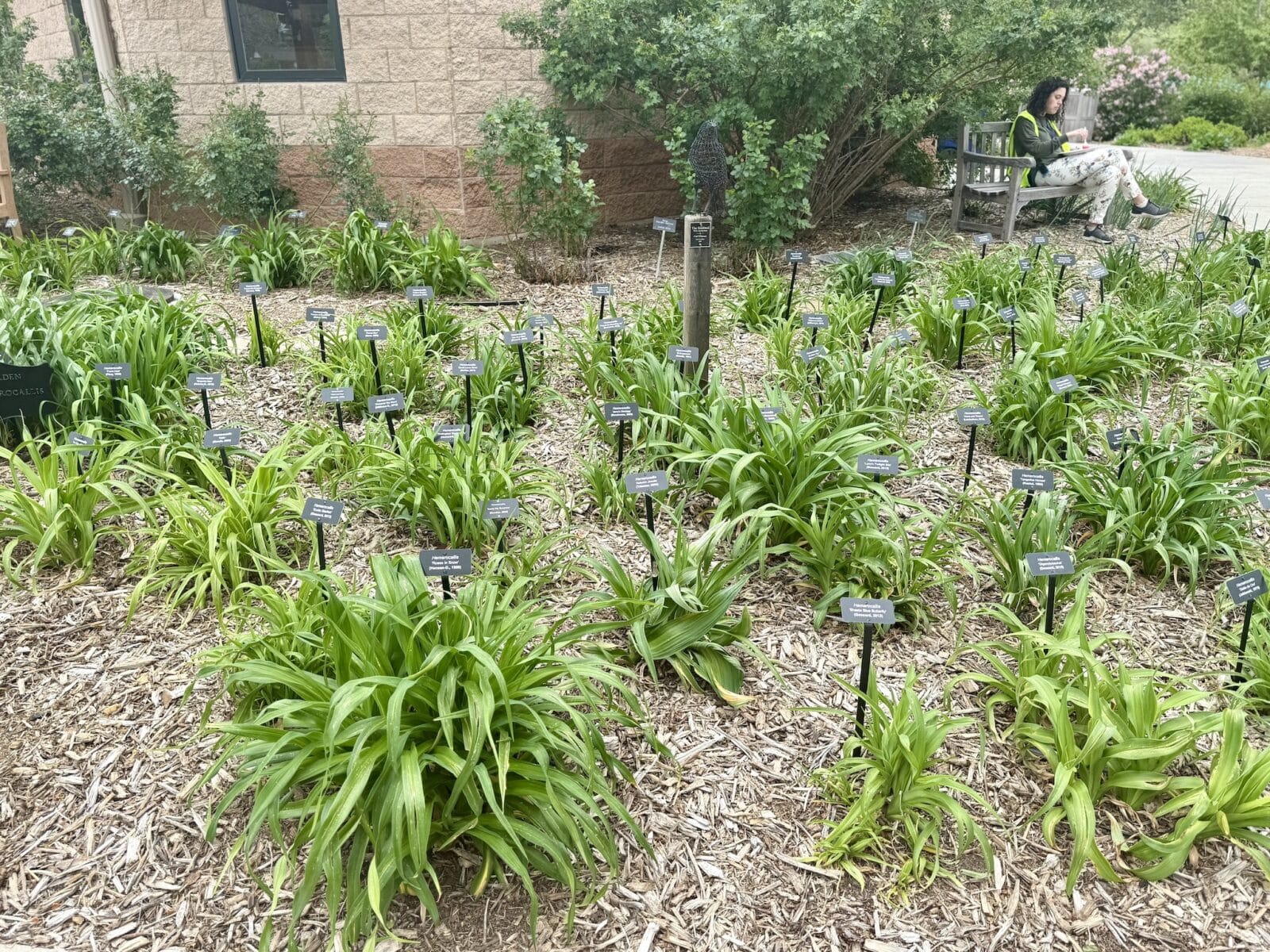 daylily plants with name tags in Fort Collins