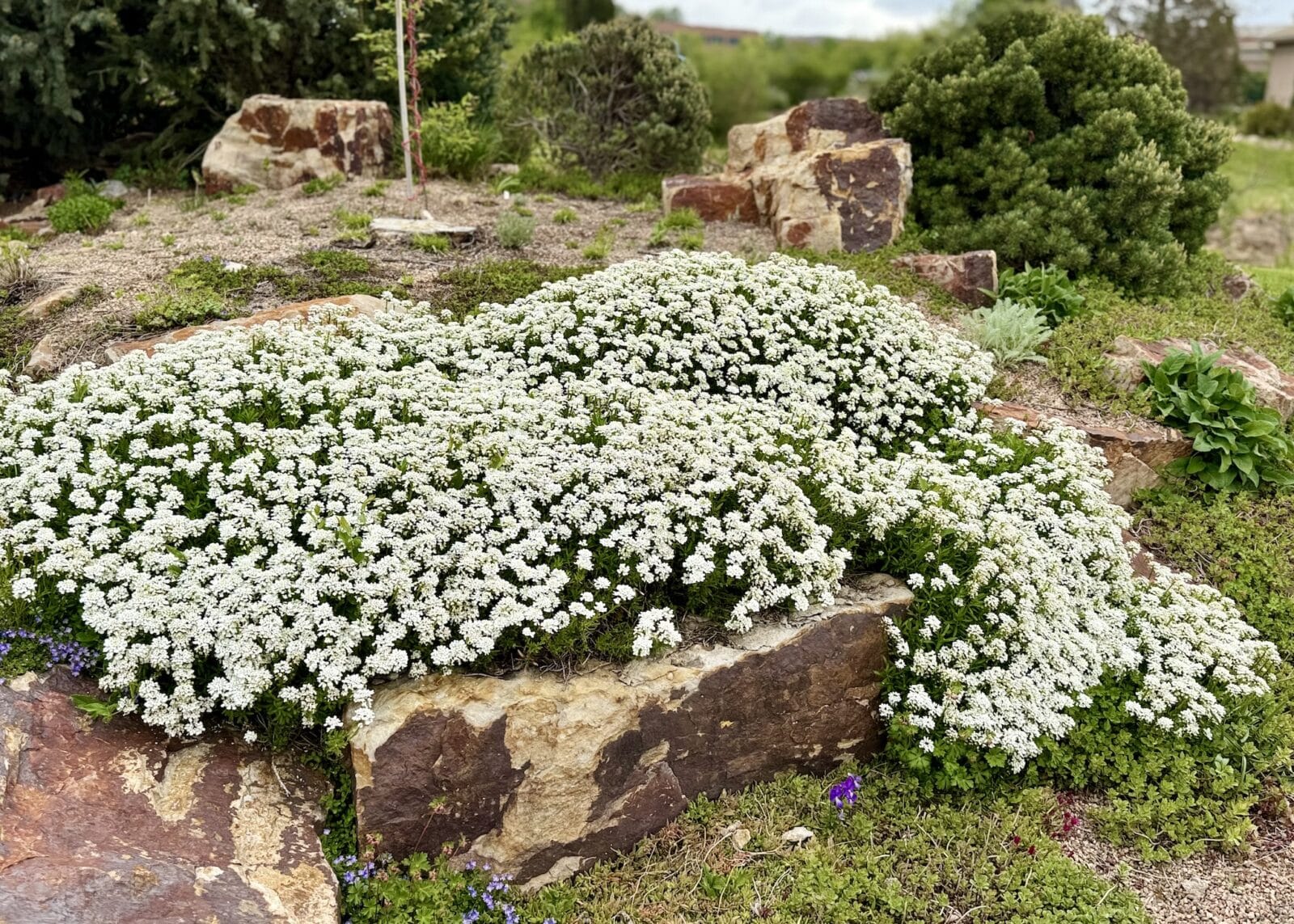 white flowers outside at the Gardens on Spring Creek