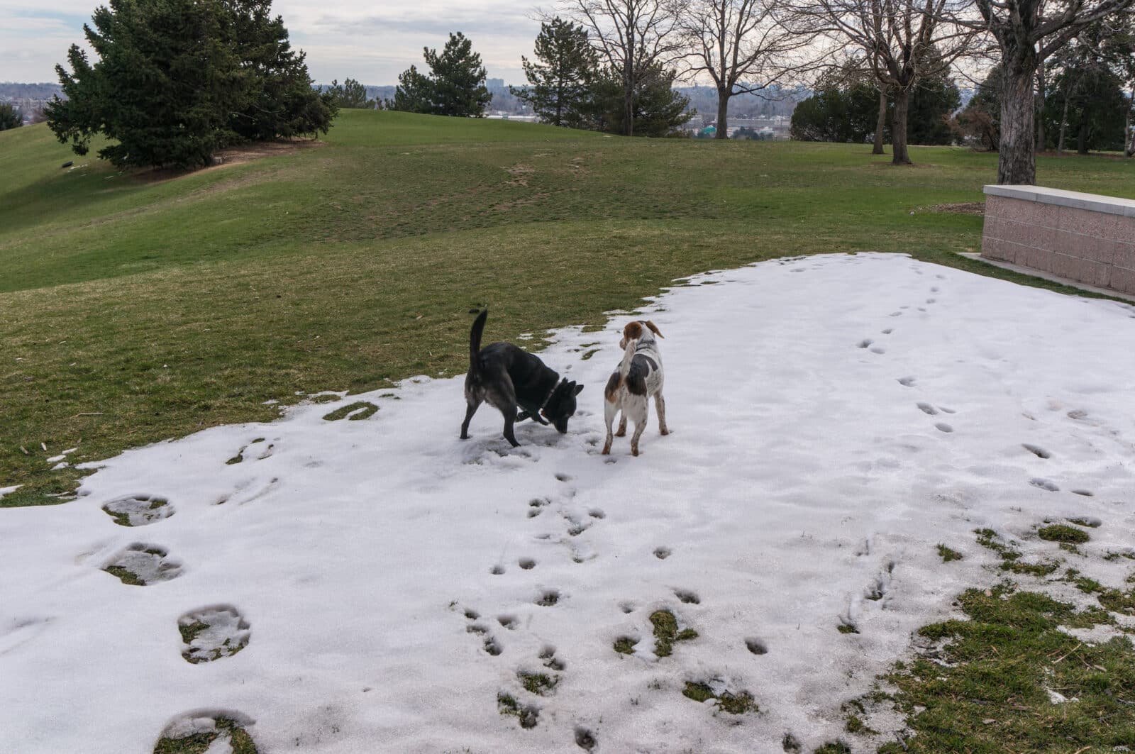two dogs playing in a patch of snow at Ruby Hill Park in Denver