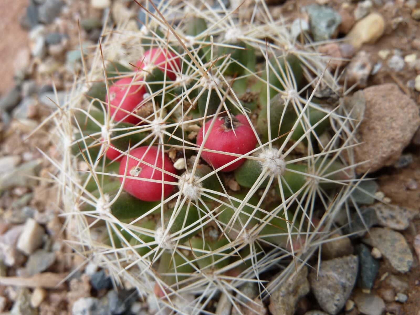 close-up of round cactus at Western Colorado Botanical Gardens
