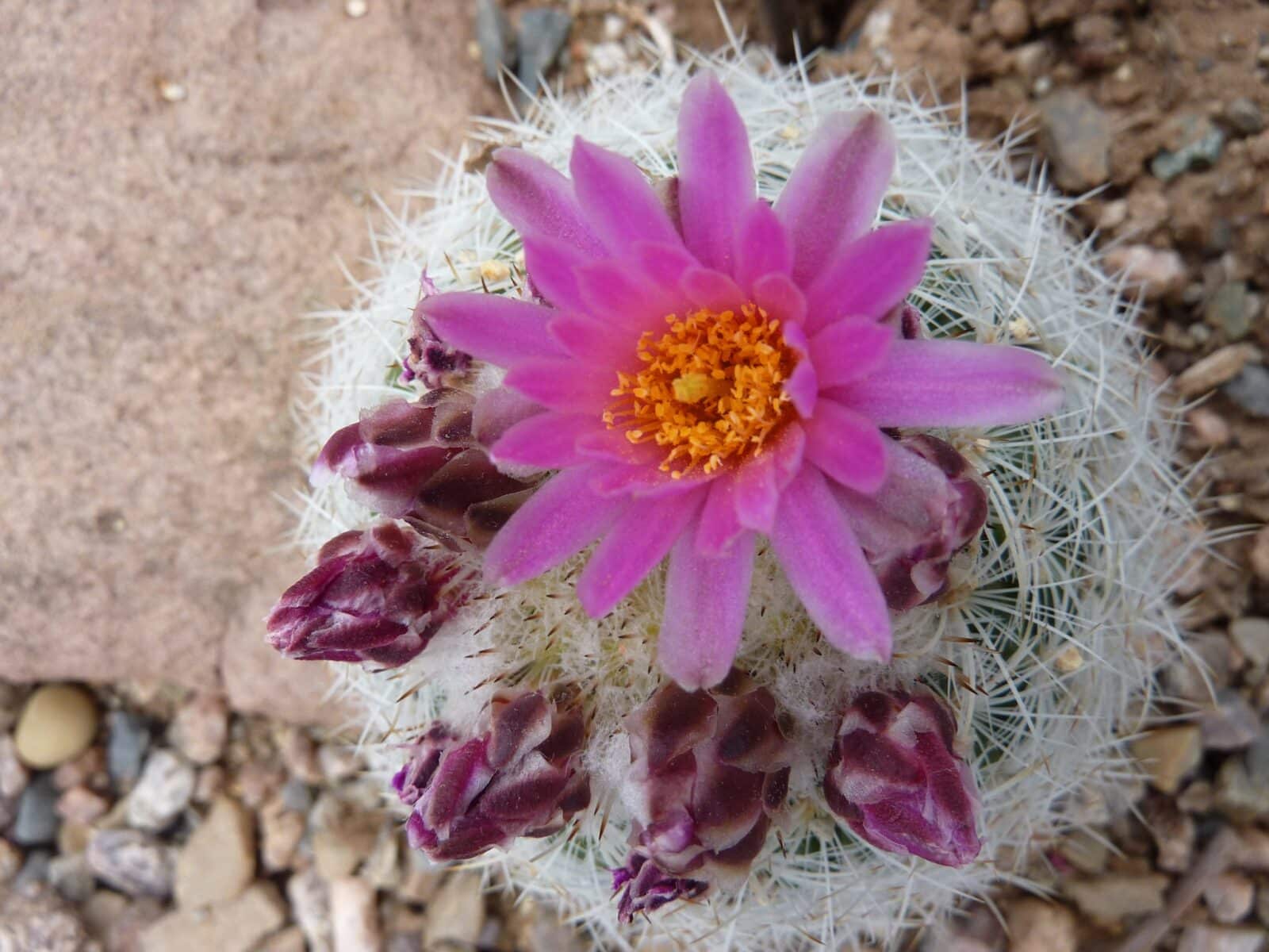 close-up of pink flower on cactus at Western Colorado Botanical Gardens