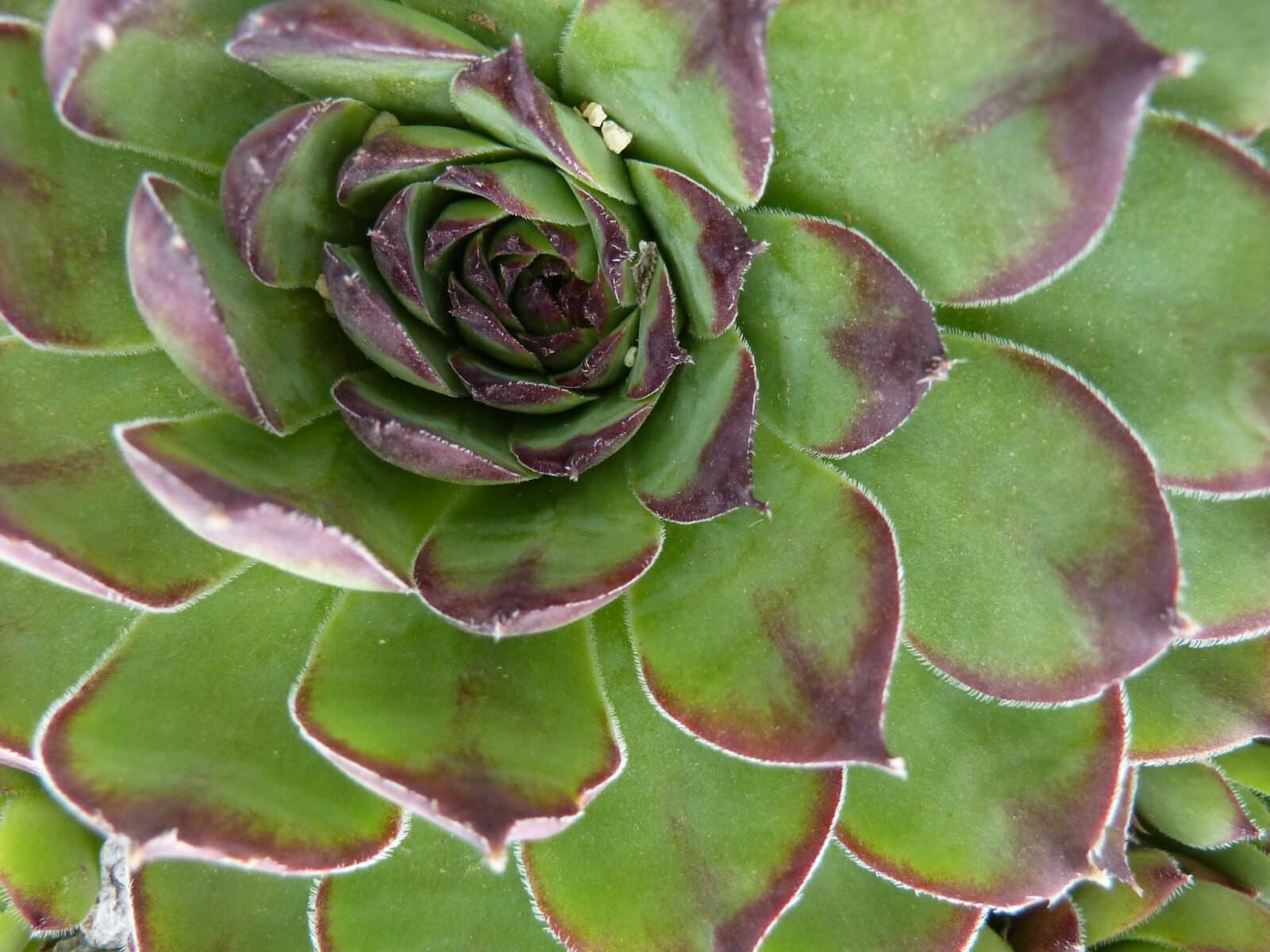 close-up of green succulent with purple tips at Western Colorado Botanical Gardens