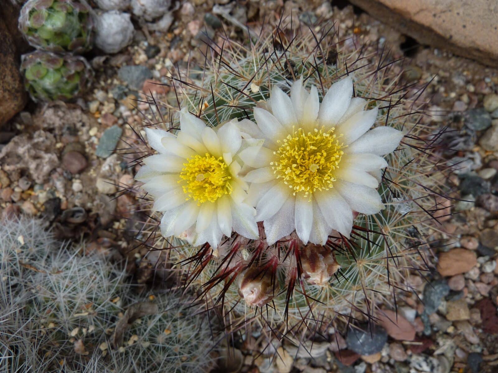 close-up of white and yellow flower on a cactus at Western Colorado Botanical Gardens