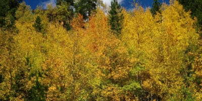 yellow fall colors on poplar trees at Lomax Placer Gulch in Breckenridge