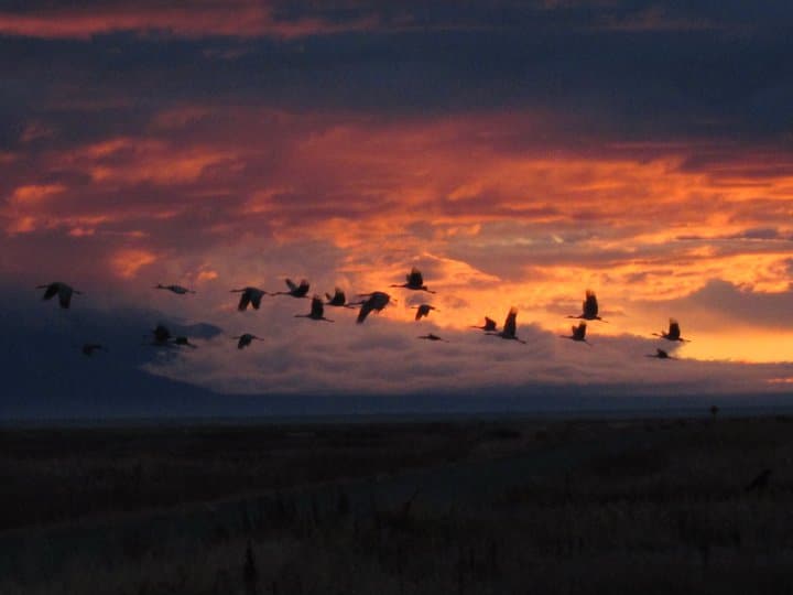 cranes flying in the sky at sunrise in Colorado