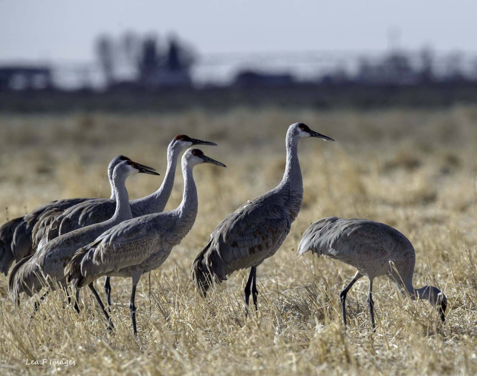 cranes in the San Luis Valley during Monte Vista Crane Festival