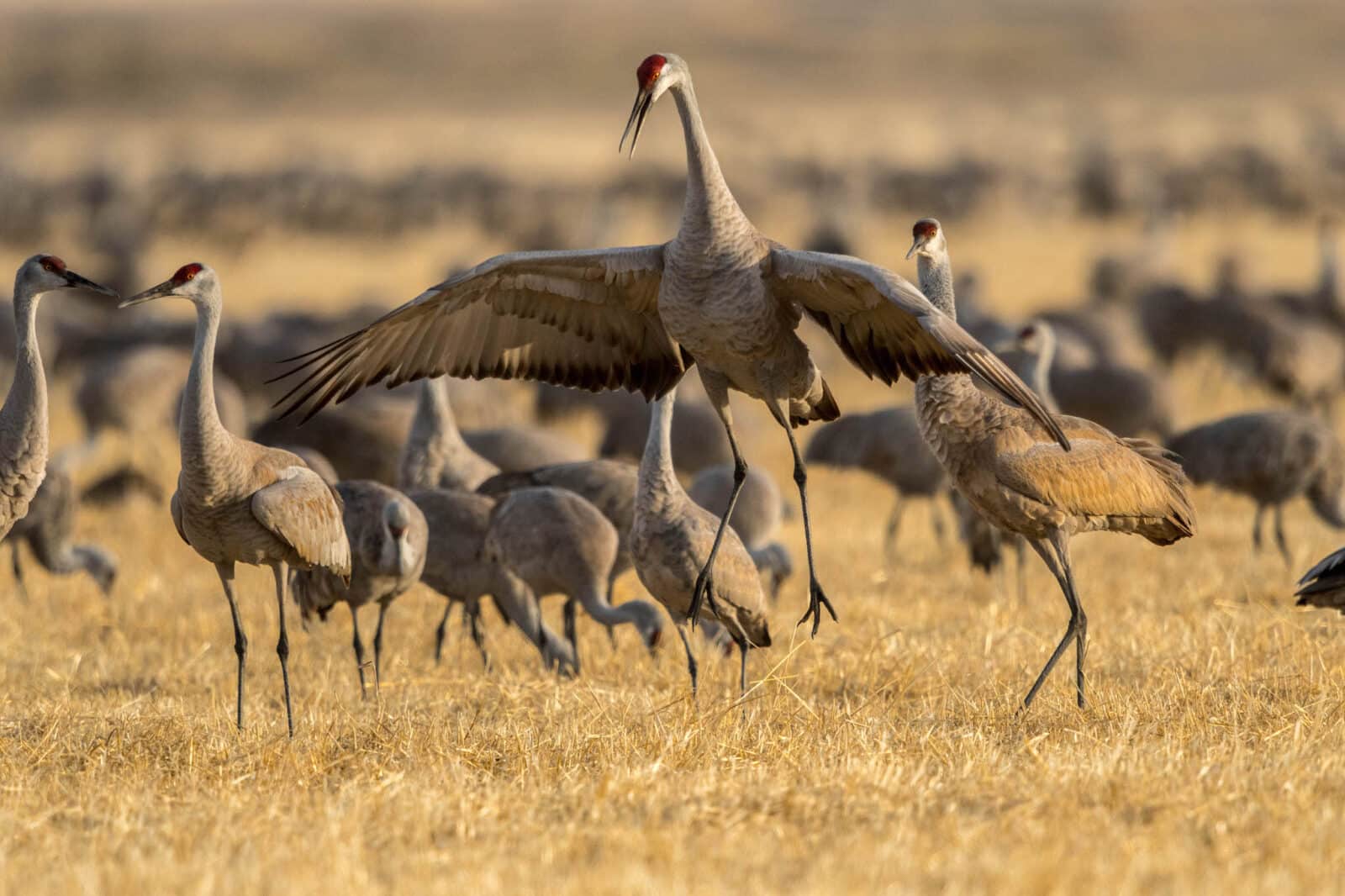 large crane spreads his wings and asserts his dominance at the Monte Vista Crane Festival