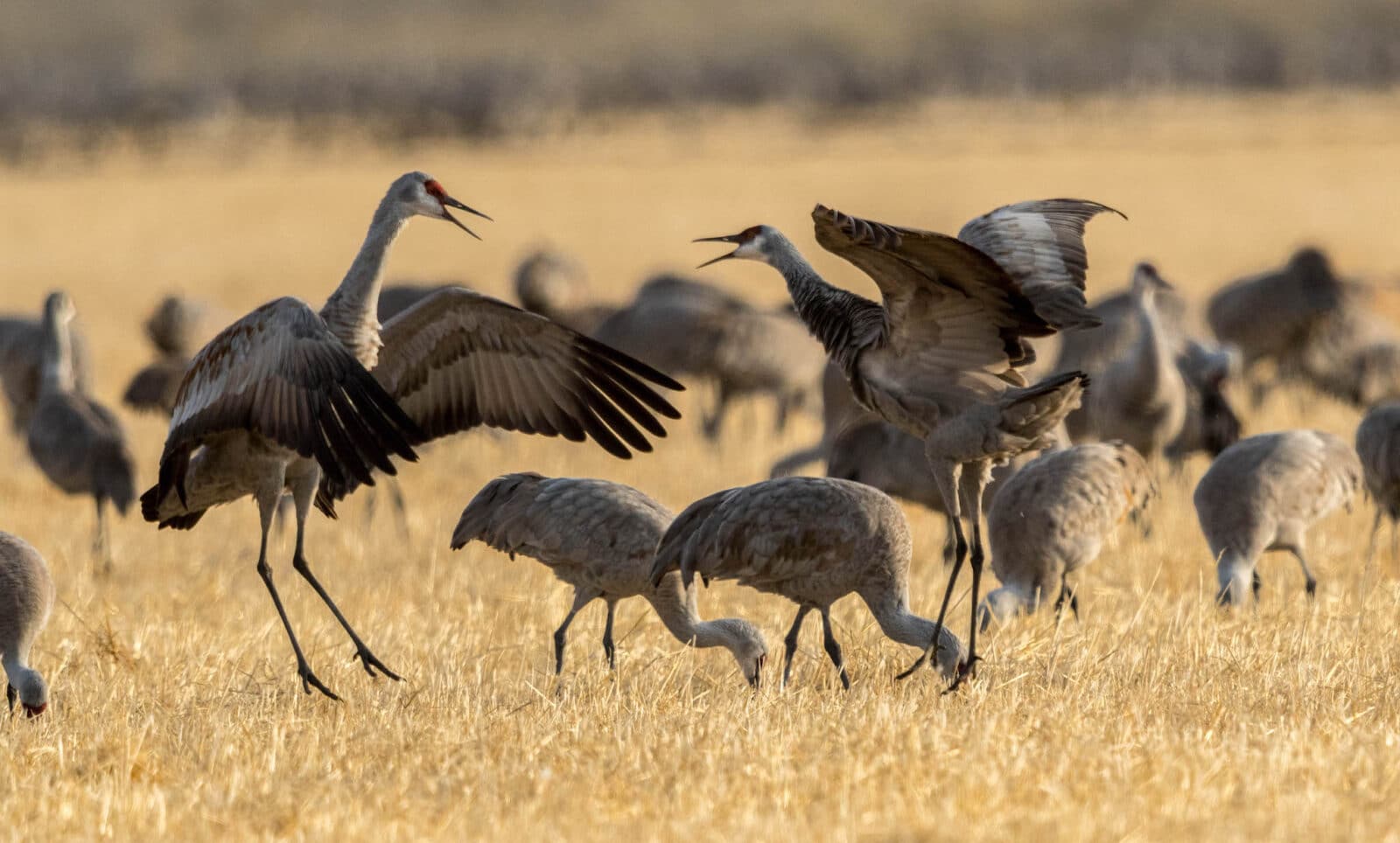 two cranes square off at the Monte Vista Crane Festival