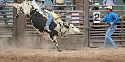 cowboy rides a bull at the Snowmass Rodeo near Aspen, Colorado