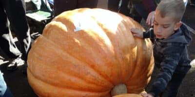 boy stands next to a giant pumpkin during Colorado Springs fall festival